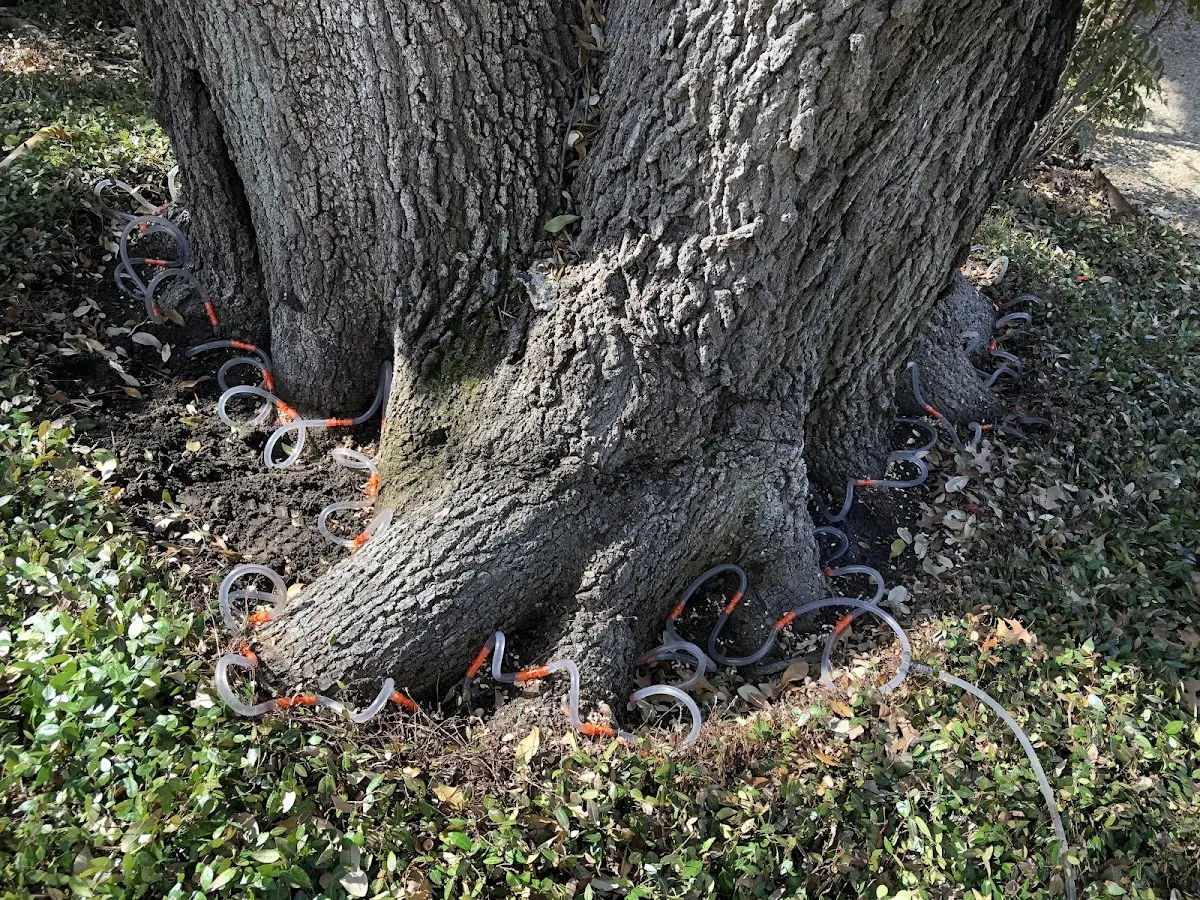Detailed Tree Cabling and Bracing job site in Quinton