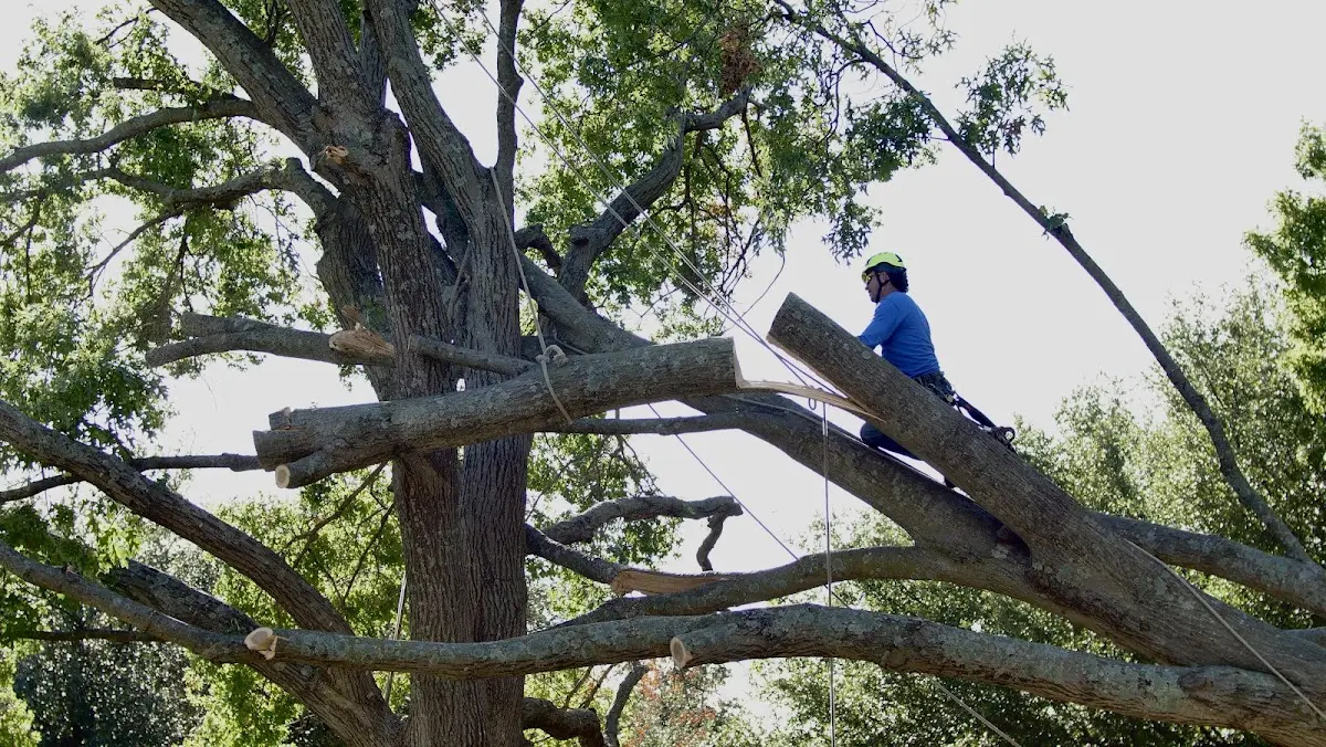 Professional Crown Thinning performed by certified arborists in Quinton